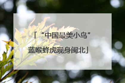 “中国最美小鸟”蓝喉蜂虎现身闽北