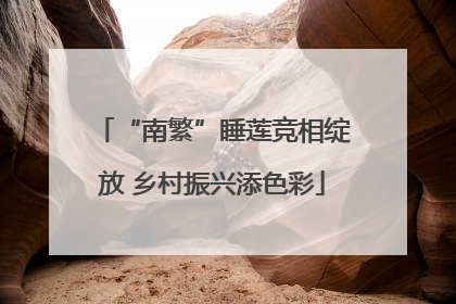 “南繁”睡莲竞相绽放 乡村振兴添色彩