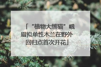 “植物大熊猫”峨眉拟单性木兰在野外回归点首次开花