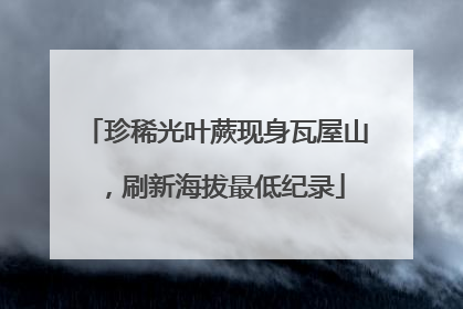 珍稀光叶蕨现身瓦屋山，刷新海拔最低纪录