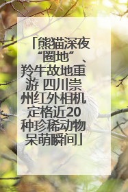 熊猫深夜“圈地”、羚牛故地重游 四川崇州红外相机定格近20种珍稀动物呆萌瞬间