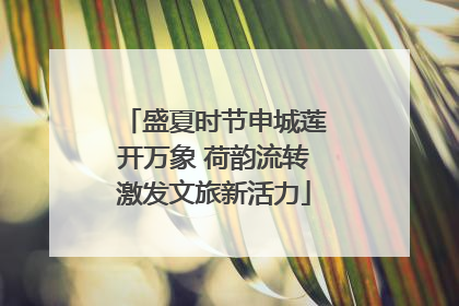 盛夏时节申城莲开万象 荷韵流转激发文旅新活力