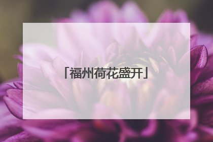 福州荷花盛开