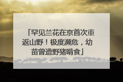 罕见兰花在京首次重返山野！极度濒危，幼苗曾遭野猪啃食