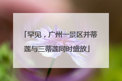 罕见，广州一景区并蒂莲与三蒂莲同时盛放