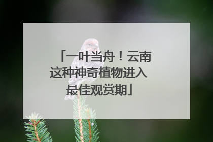 一叶当舟！云南这种神奇植物进入最佳观赏期