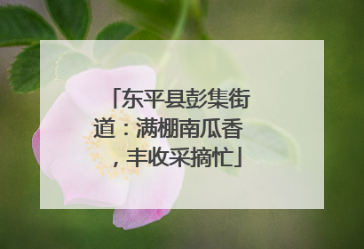 东平县彭集街道：满棚南瓜香，丰收采摘忙