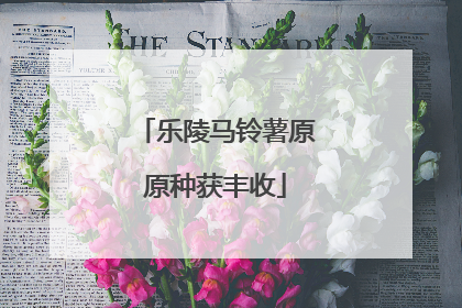 乐陵马铃薯原原种获丰收