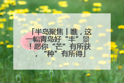 半岛聚焦丨瞧，这一幅青岛好“丰”景！愿你“芒”有所获，“种”有所得