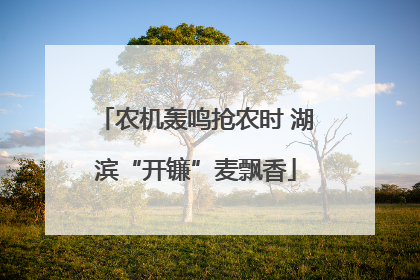 农机轰鸣抢农时 湖滨“开镰”麦飘香