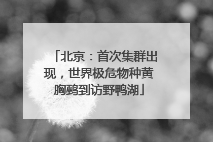 北京：首次集群出现，世界极危物种黄胸鹀到访野鸭湖
