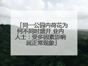 同一公园内荷花为何不同时盛开 业内人士：受多因素影响 属正常现象