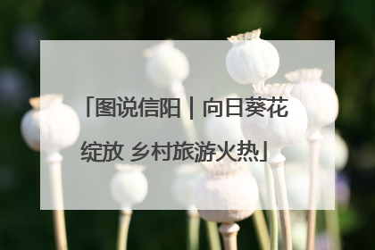 图说信阳｜向日葵花绽放 乡村旅游火热
