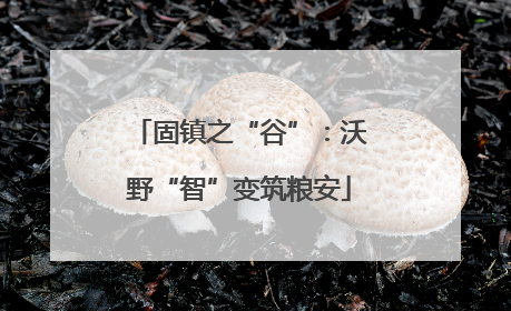 固镇之“谷”：沃野“智”变筑粮安
