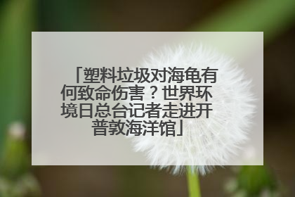 塑料垃圾对海龟有何致命伤害？世界环境日总台记者走进开普敦海洋馆