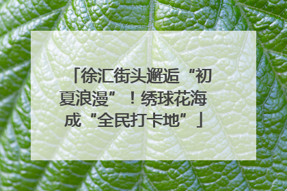 徐汇街头邂逅“初夏浪漫”！绣球花海成“全民打卡地”