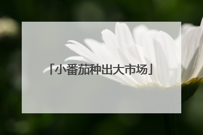 小番茄种出大市场