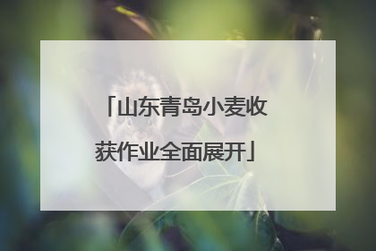山东青岛小麦收获作业全面展开