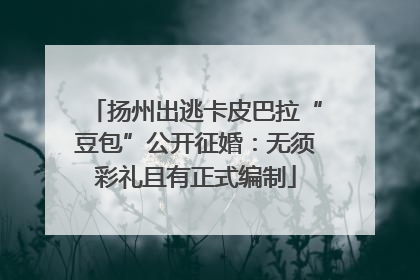扬州出逃卡皮巴拉“豆包”公开征婚：无须彩礼且有正式编制