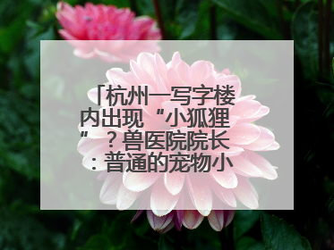 杭州一写字楼内出现“小狐狸”？兽医院院长：普通的宠物小狗，像狐狸犬