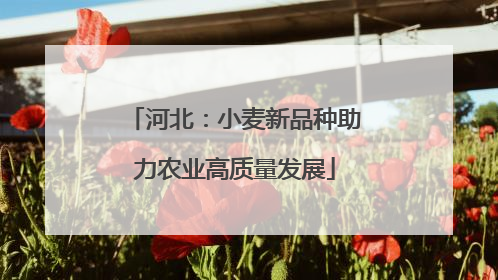 河北：小麦新品种助力农业高质量发展