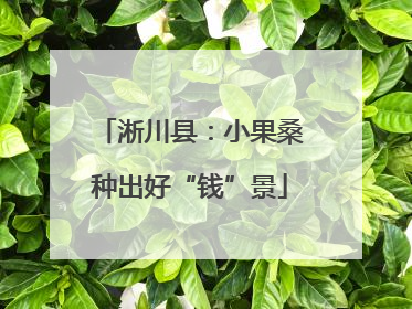 淅川县：小果桑种出好“钱”景