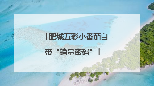 肥城五彩小番茄自带“销量密码”