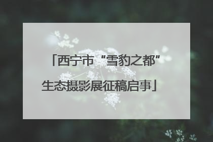 西宁市“雪豹之都”生态摄影展征稿启事