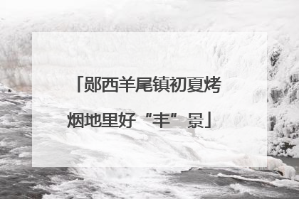 郧西羊尾镇初夏烤烟地里好“丰”景