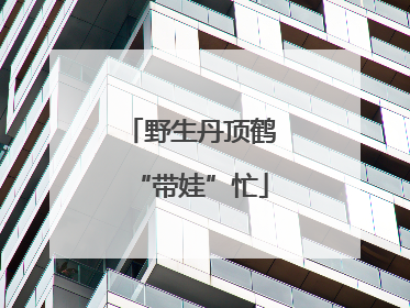 野生丹顶鹤“带娃”忙