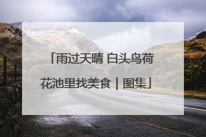 雨过天晴 白头鸟荷花池里找美食｜图集