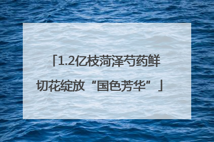 1.2亿枝菏泽芍药鲜切花绽放“国色芳华”