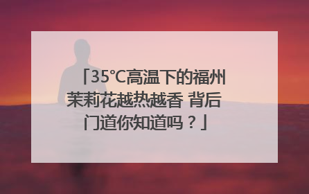 35℃高温下的福州茉莉花越热越香 背后门道你知道吗？